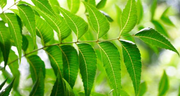 neem leaves to remove dandruff