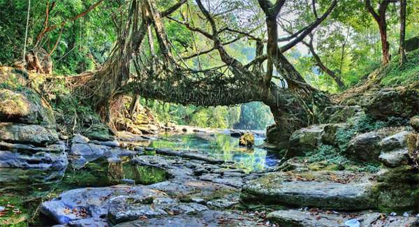 Mawlynnong Living Root Bridge in Meghalaya