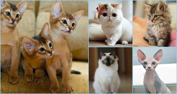 13 most Friendliest cat breeds in the world