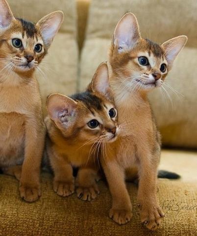 Abyssinian
