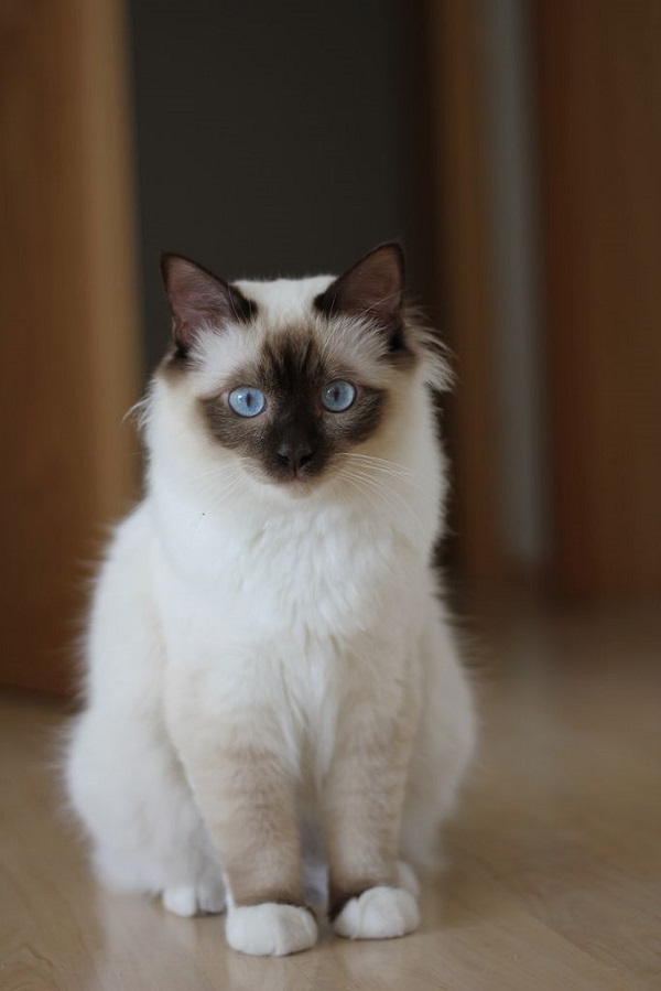 13 most Friendliest cat breeds in the world