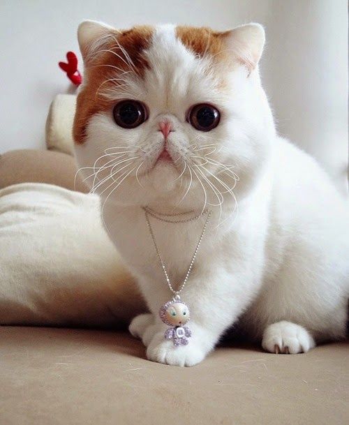 Exotic Shorthair