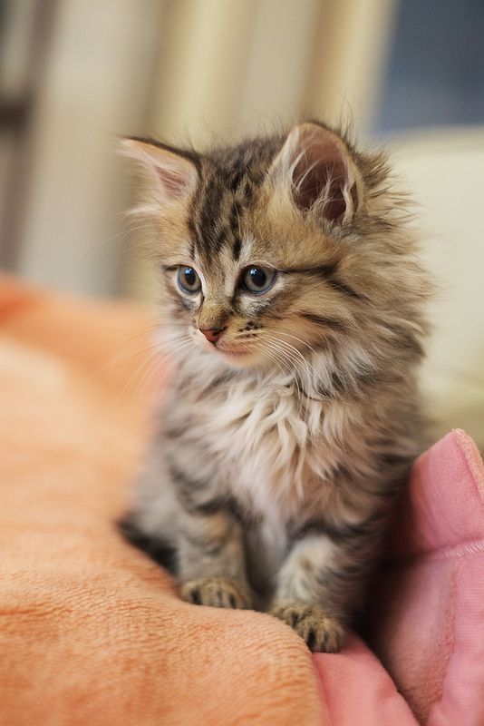 13 most Friendliest cat breeds in the world