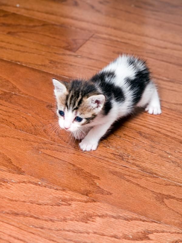 Manx