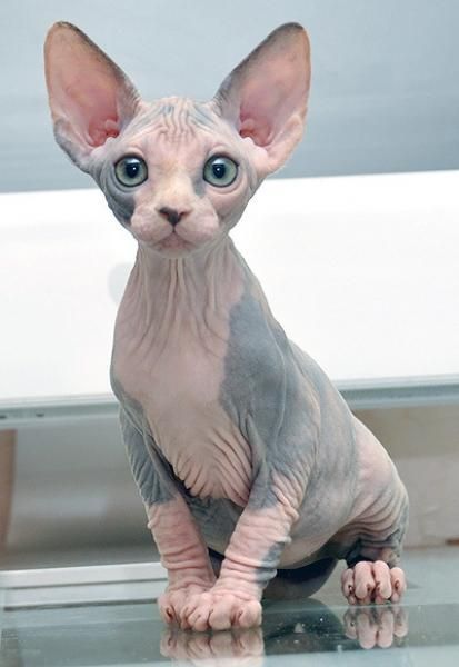 Sphynx
