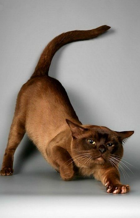 Burmese