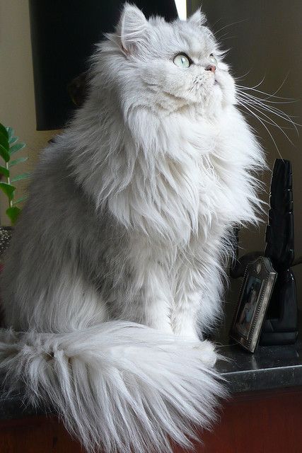 Persian