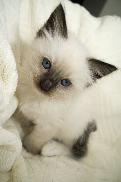 Ragdoll