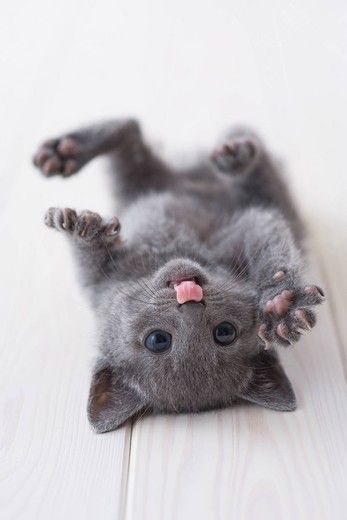 Russian blue