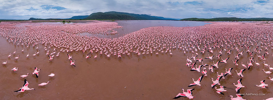 Flamingo, Lake Bogoria, Kenya