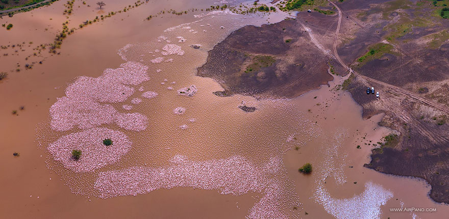 Flamingo, Lake Bogoria, Kenya