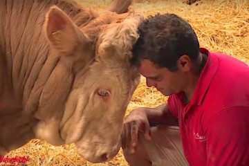 Freedom-Dance Of A Bandit the Bull That Lived In Chains - rescued by Gut-Aiderbichl