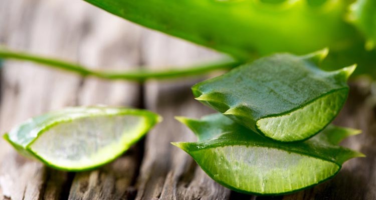 Aloe vera for skin and hair