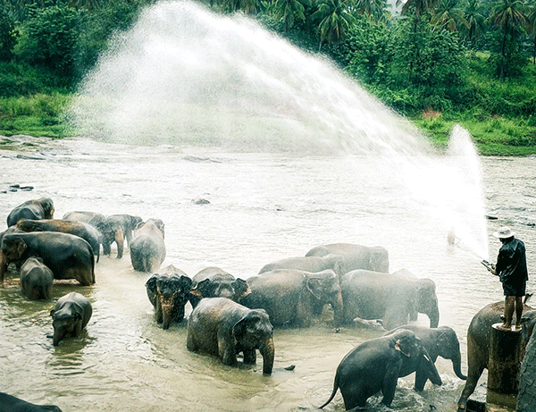 Pinnawala Elephant Orphanage Sri Lanka