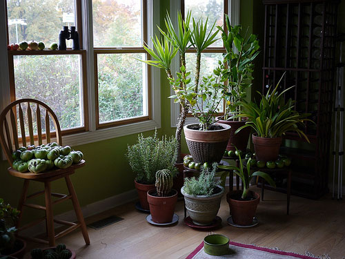 refreshing-indoor-plants