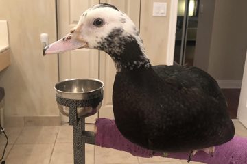 This Duck Cannot Wait for Her Rescue Mom to Appear
