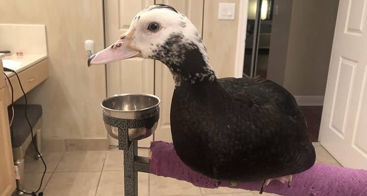 This Duck Cannot Wait for Her Rescue Mom to Appear