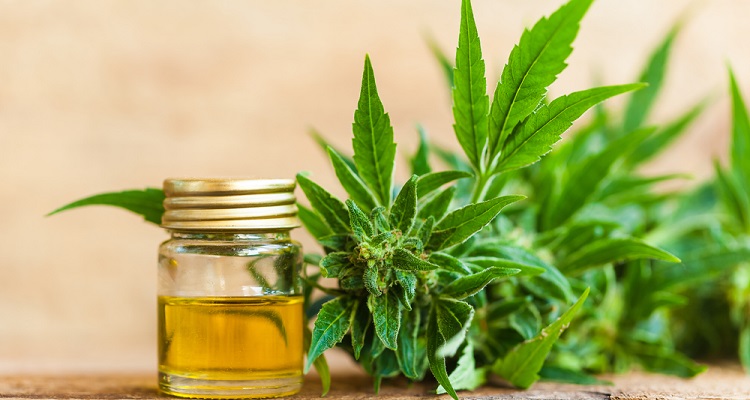 CBD And Weight Loss How Does It Help Your Fitness Goals