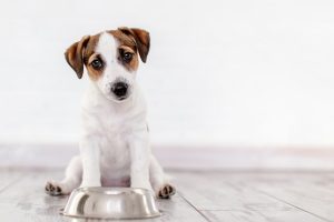 10 Tips For Bringing Your Pups Energy Levels Up