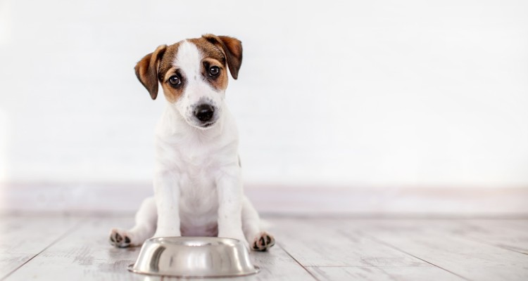 10 Tips For Bringing Your Pups Energy Levels Up