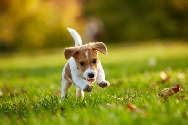 ‘Get Active’ - Your Puppies Lifestyle