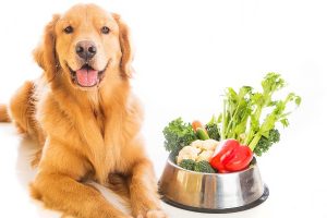 6 Simple Ways to Keep Your Dog’s Skin Healthy