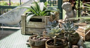 4 Ingenious Garden Ideas for Indoor and Outdoor Spaces