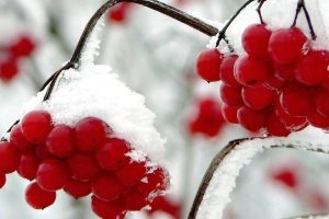 Seven Fruity Tips for Staying Healthy Over the Winter