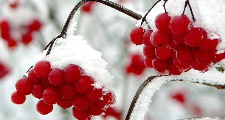 Seven Fruity Tips for Staying Healthy Over the Winter