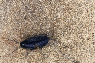 Insects comes into apartments