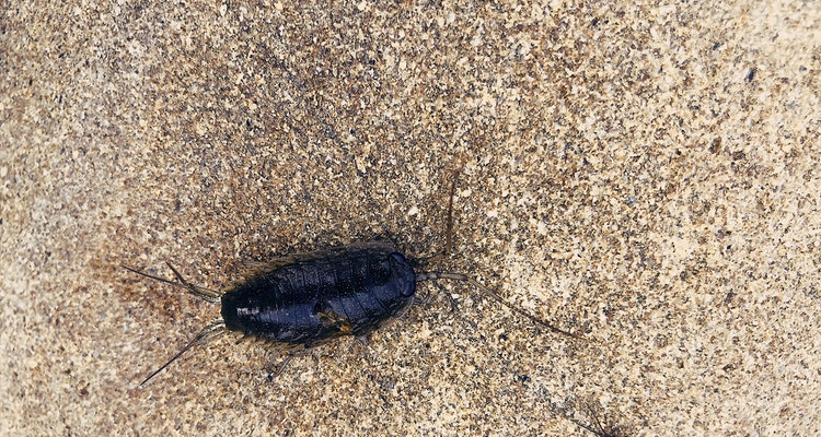 Insects comes into apartments