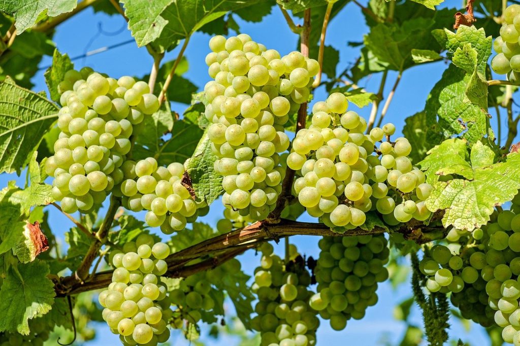 The taste of wine originally make from grapes