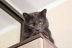 Why Your Cat May Be Stalking You