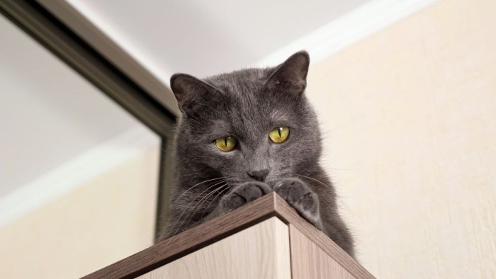 Why Your Cat May Be Stalking You