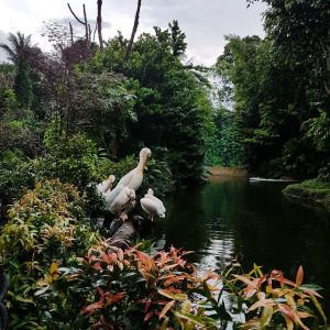 Singapore Zoo: One of the World’s Best Zoos