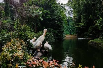Singapore Zoo: One of the World’s Best Zoos