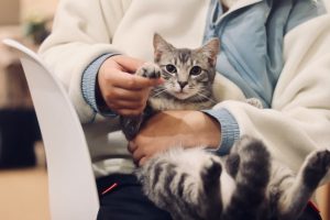 6 Signs your Cat has a Health Problem