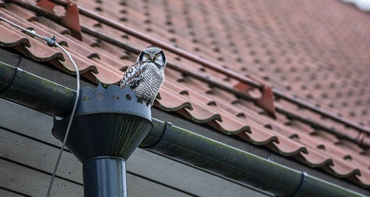 Rain gutters directing water, safeguarding building with efficient drainage system.