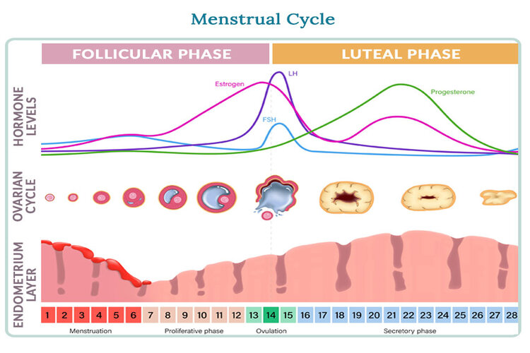 Menstrual cycle graph illustrating hormonal fluctuations and health patterns.