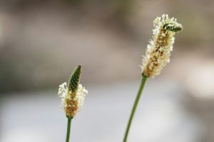 Image of Plantago plant with ribbed leaves and small flowers.