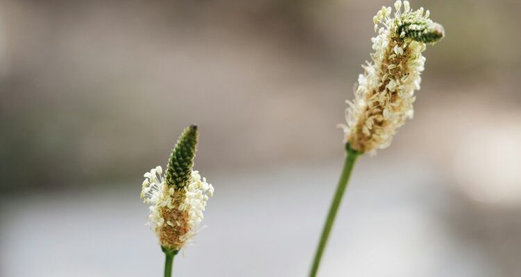 Image of Plantago plant with ribbed leaves and small flowers.