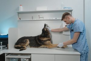 Animal doctor giving a thorough checkup to a furry friend, reassured by pet insurance coverage.