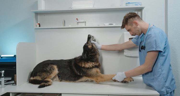 Animal doctor giving a thorough checkup to a furry friend, reassured by pet insurance coverage.