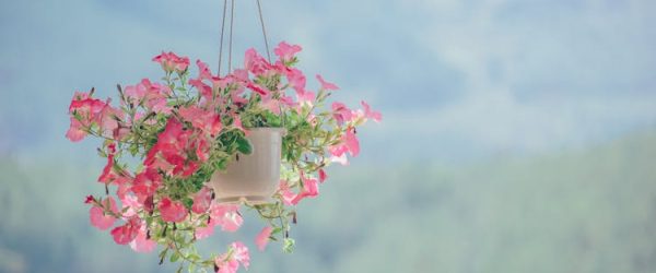 Hanging plants.